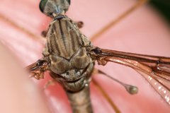 Tipula pierrei