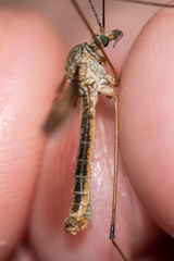 Tipula pierrei