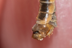 Tipula pierrei
