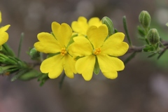 Hibbertia australis