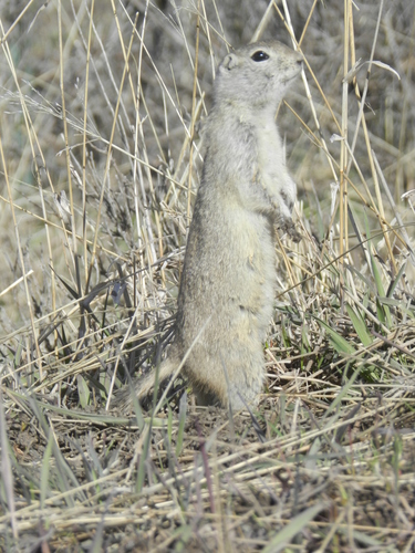 Richardson's Ground Squirrel