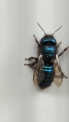 Osmia ribifloris ribifloris