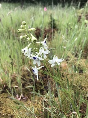 Delphinium leucophaeum