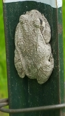 Hyla versicolor