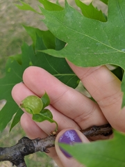 Dryocosmus quercuspalustris