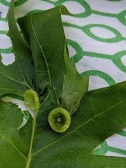 Dryocosmus quercuspalustris