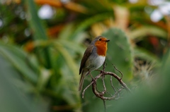 Erithacus rubecula superbus