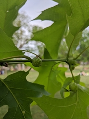 Dryocosmus quercuspalustris