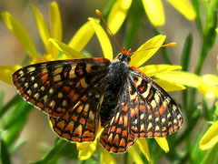 Euphydryas chalcedona corralensis