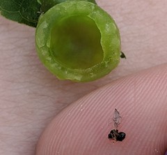 Dryocosmus quercuspalustris