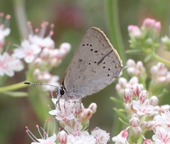 Satyrium sylvinus