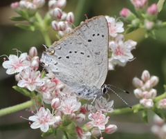 Satyrium sylvinus