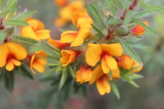 Pultenaea humilis