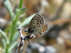 Euphilotes bernardino