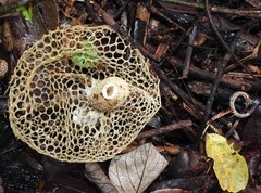 Phallus haitangensis