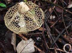 Phallus haitangensis