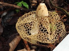 Phallus haitangensis