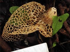 Phallus haitangensis