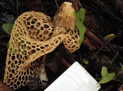 Phallus haitangensis