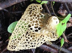 Phallus haitangensis