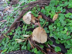 Coprinellus truncorum