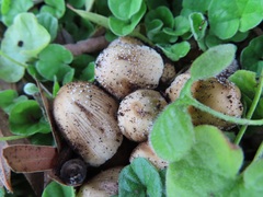 Coprinellus truncorum