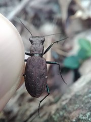 Apterodela unipunctata