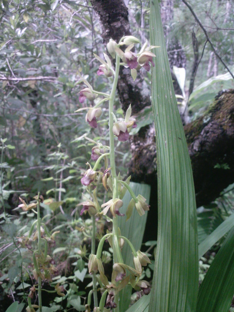 Eulophia alta