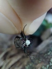 Apterodela unipunctata