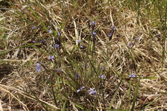 Sisyrinchium mucronatum