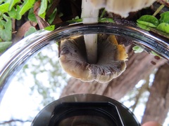 Coprinellus truncorum