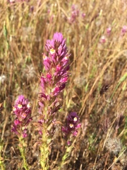 Castilleja densiflora gracilis