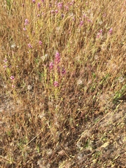 Castilleja densiflora gracilis