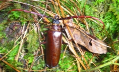 Derobrachus longicornis