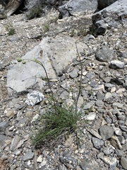 Hymenopappus filifolius eriopodus