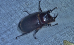 Heterogomphus mniszechi