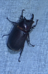 Heterogomphus mniszechi