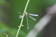 Lestes inaequalis