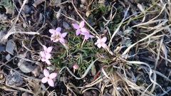 Houstonia rubra