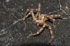Polybetes rapidus