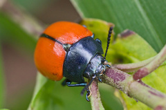 Labidomera suturella