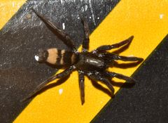 Latonigena auricomis