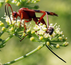 Compsocryptus texensis
