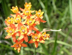 Asclepias lanceolata image