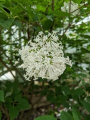 Syringa vulgaris