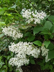 Syringa vulgaris