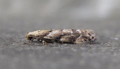 Coleotechnites coniferella