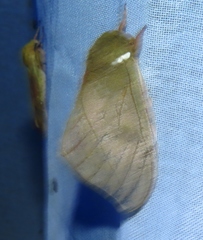 Automeris zugana