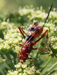 Compsocryptus texensis