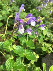 Scutellaria tashiroi